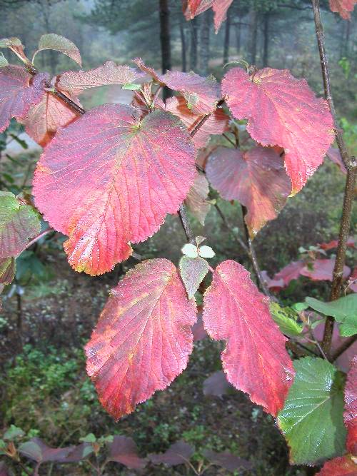 Gaffelkrossved (Viburnum furcatum)